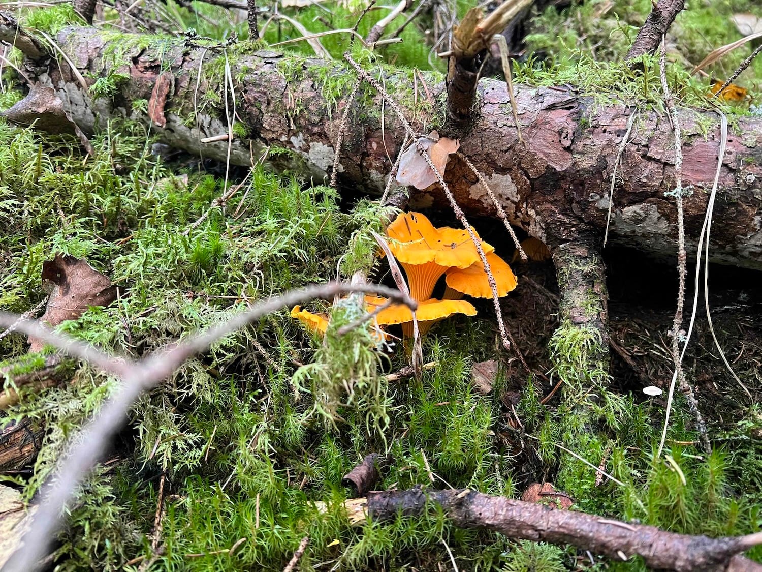 Embeddings and Mushrooms: Another Way of Finding Fungi